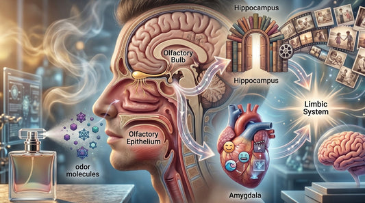 The Science Behind Our Sense of Smell: Why Fragrance Matters More Than You Think