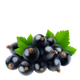 Black Currant