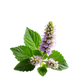 Patchouli
