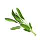 Sage