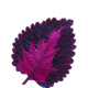 Violet Leaves