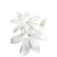 White Florals
